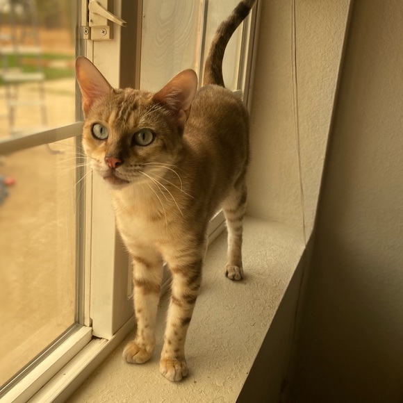 Welcome to my Posh 💗🌈 - Picture 5 of 7